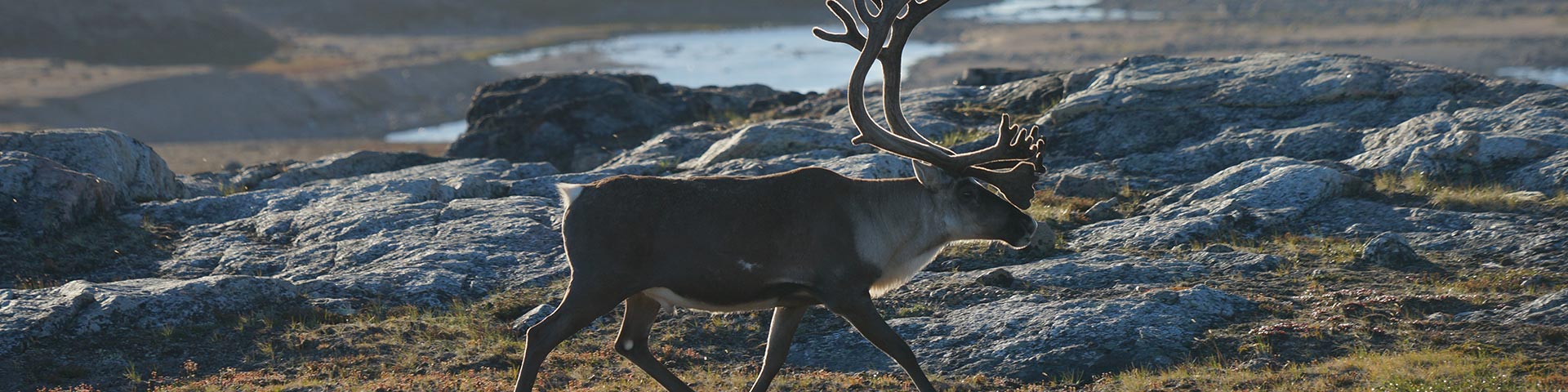 A caribou walking in a rocky landscape.