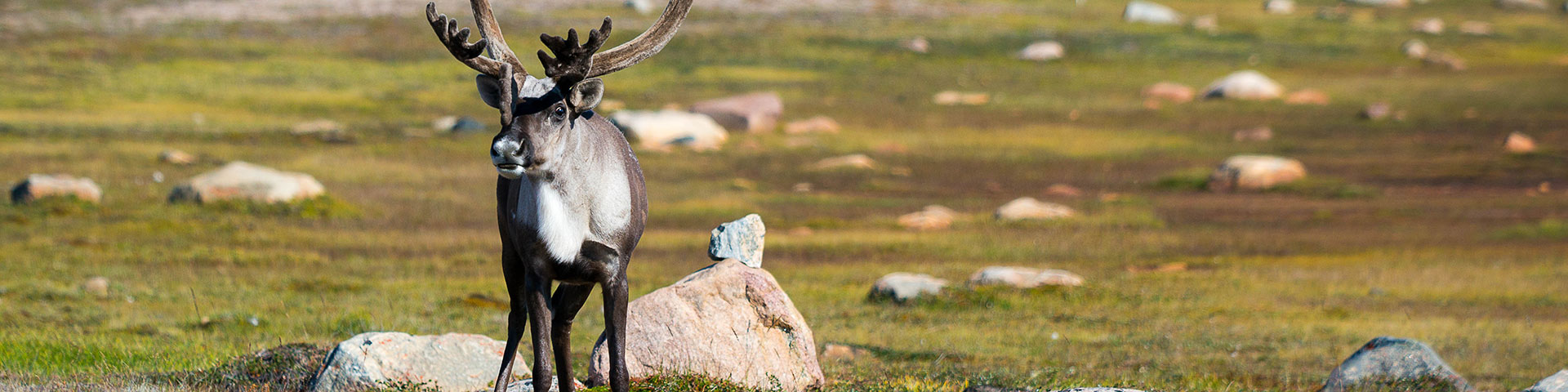 A caribou standing in the tundra landscape of Ukkusiksalik National Park.