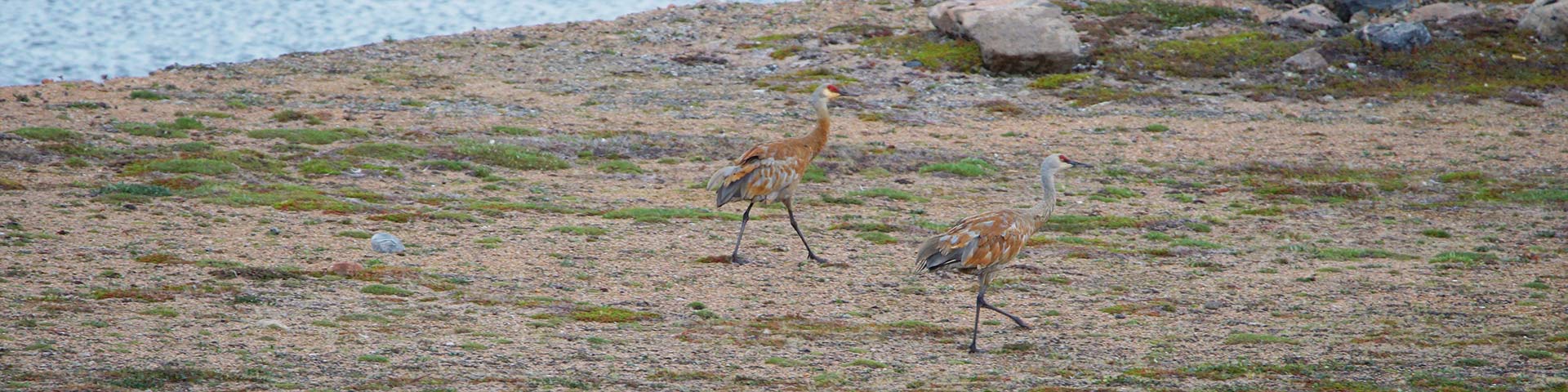 Two birds walking along a grassy, rocky shoreline.