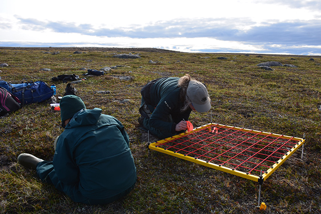 Parks Canada staff in Ukkusiksalik National Park monitoring a patch of tundra.