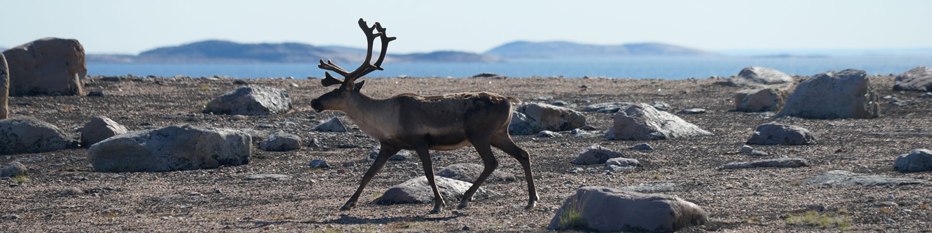 A caribou walking across a rocky tundra landscape