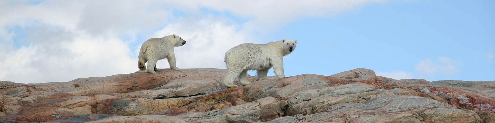 Two polar bears walking across a rocky landscape. 