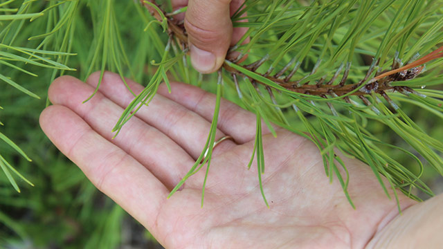 A hand holding a pine branch
