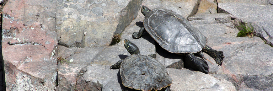 Deux tortues bain de soleil sur un rocher.
