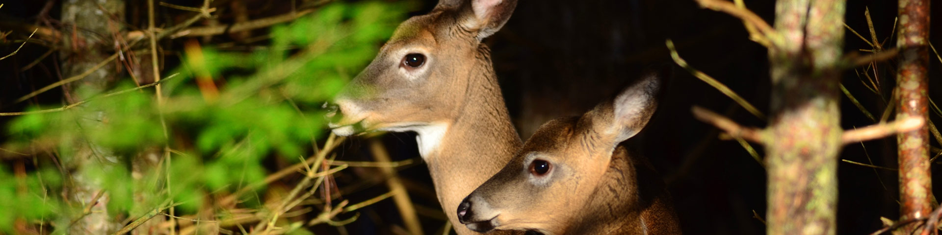 Deux cerfs dans la forêt.
