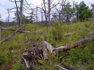    57/5000 Un espace naturel ouvert recouvert d'herbe verte et de bûches brûlées