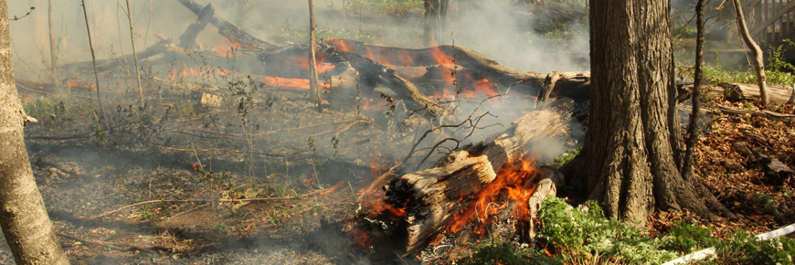 Fire burns across a forest floor