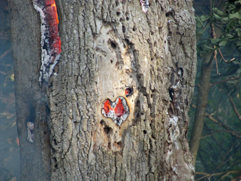 A tree burning