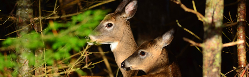 Two deer in the forest