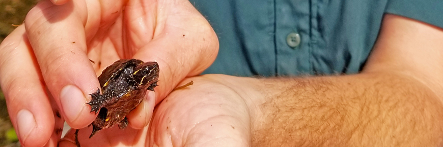 Un bébé tortue dans les mains d'un membre du personnel du parc.