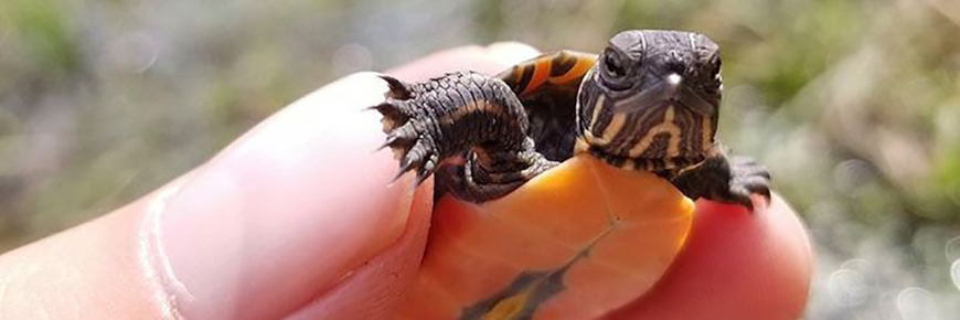 A baby painted turtle