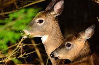 Close up of two deer in the forest