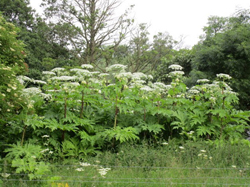 Grandes plantes vertes à fleurs blanches