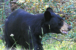 gros plan d'un ours noir