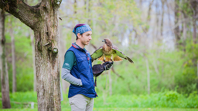 Un membre du personnel de Wild Ontario avec un faucon