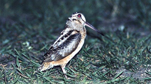 American Woodcock