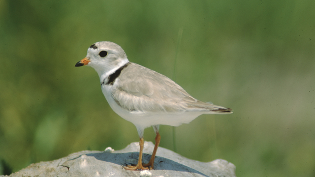 Piping Plover