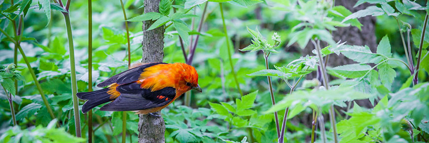 A Scarlet Tanager on a tree branch at Point Pelee National Park