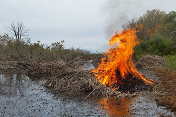 Un tas de tiges mortes et séchées de roseau commun envahissant s’enflamme lors d’un brûlage dirigé. On peut voir en arrière-plan de nombreux autres tas de roseau commun.