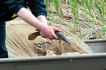 A spotted gar is captured and subsequently released during research