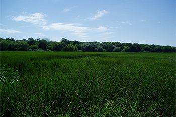 Une photo de paysage du marais, orientée vers l’ouest. On peut voir des arbres à l’arrière-plan, mais un dense tapis de quenouilles domine le premier plan.