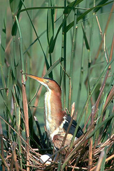 An adult least bittern stands in its nest, with eggs at its feet, surrounded by cattails. 