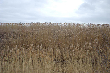 Dense Invasive Phragmites stems in the marsh. 