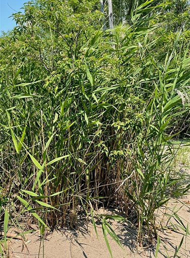 Sur la photo de droite, un peuplement de roseau commun indigène est mélangé à d’autres espèces végétales. 