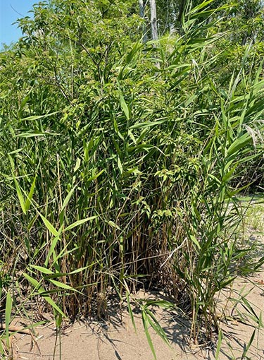 In the right picture, a stand of native Phragmites is intermixed with other plant species.