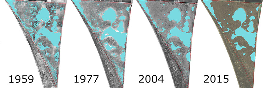 Four aerial images of Point Pelee National Park with a focus on the marsh habitat. The images, taken in 1959, 1977, 2004, and 2015 respectively, show vegetation filling in channels and ponds within the marsh, reducing open water habitat.