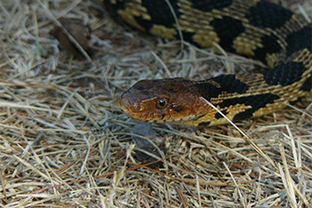 Eastern Foxsnake