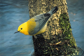 Prothonotary Warbler