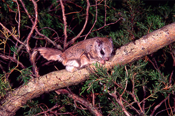 Flying squirrel