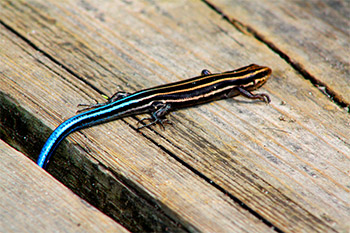 Five-lined Skink