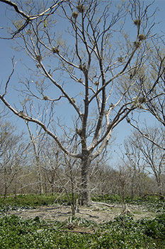 Tree with many double-crested cormorant nests on Middle Island