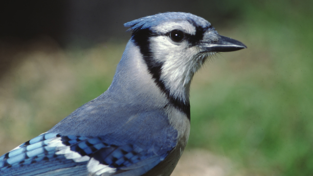 Blue Jay