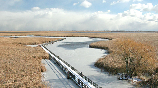 The marsh in Point Pelee National Park in the winter.