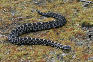Eastern Massasauga Rattlesnake