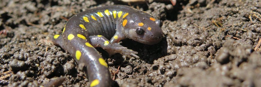 A Spotted Salamander in the mud. 