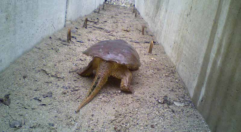 Une tortue serpentine emprunte un écopassage.