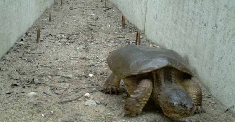 Vue de face d’une tortue serpentine qui emprunte un écopassage.