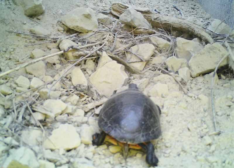 A close view of a painted turtle using an ecopassage