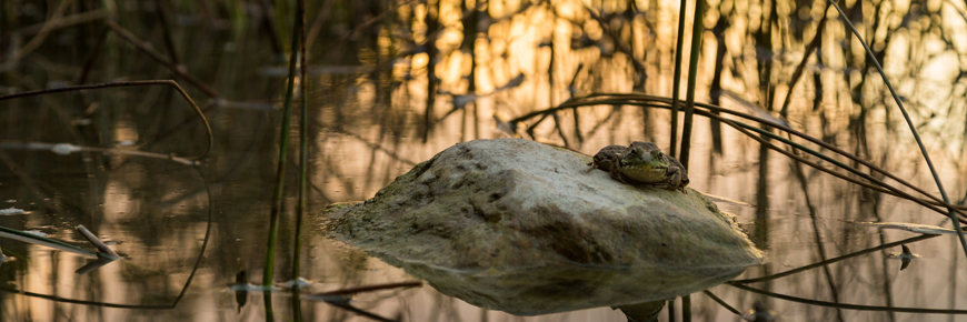 A frog sits on a rock at sunset.