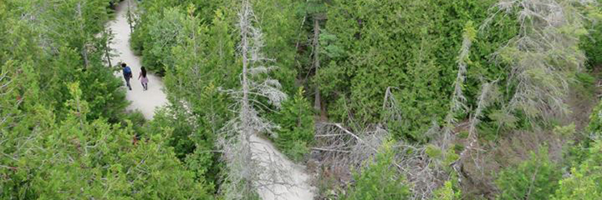 A couple walks a path through a forest.