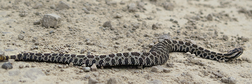 A Massasauga Rattlesnake moving across the sand.