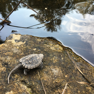 une tortue serpentine à côté du rivage