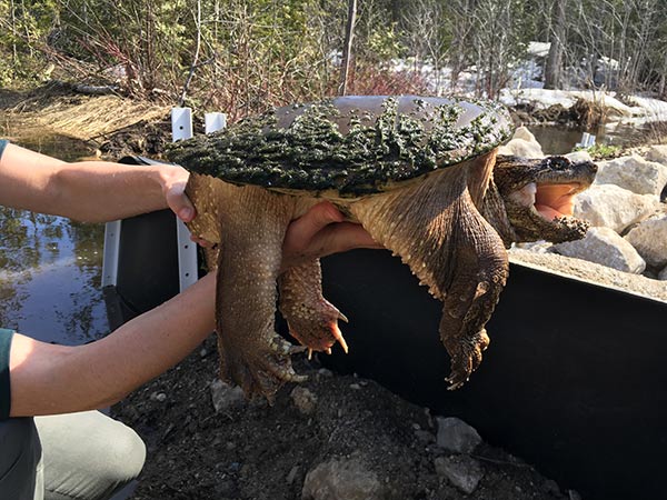 A snapping turtle being held with one hand below the shell and one on top.