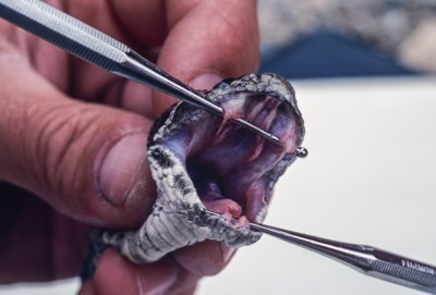 A Massasauga with it's mouth open wide