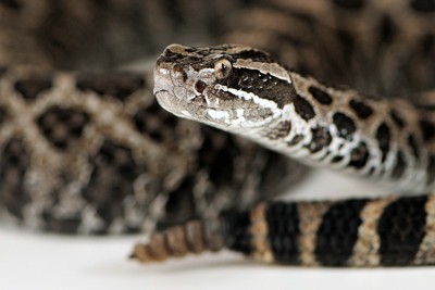 Gros plan tête de serpent à sonnettes Massasauga