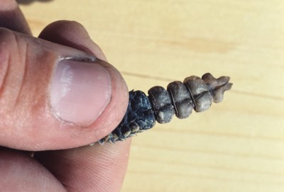 Close up of the Massasauga rattlesnake tail